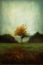 La solitude de l'arbre - Helene Vallas